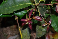 Olea polygama